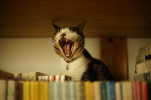 本棚の上であくびをする猫