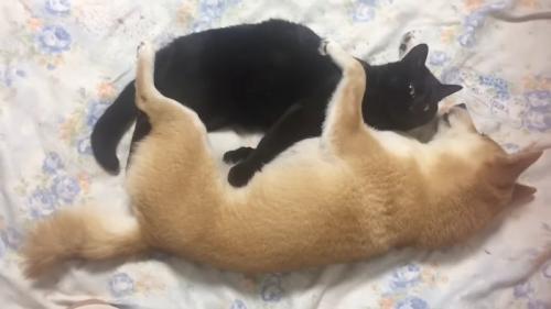 猫を抱えて寝る犬