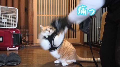 人の手に攻撃する猫
