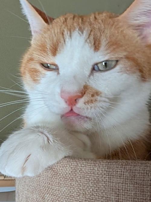 舌を出して間が抜けた表情の猫