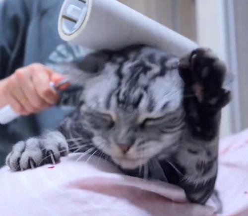 耳の近くに前足を伸ばす猫