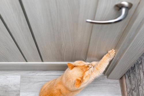 ドアを開けようとする猫