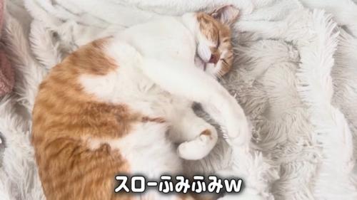 寝ている猫