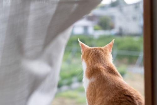 猫の後頭部