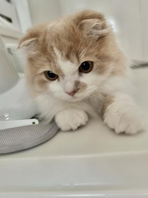 腹ばいで涼をとっている猫