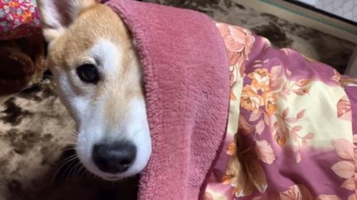 こたつから顔を出した犬