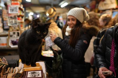 書店で客と交流する猫