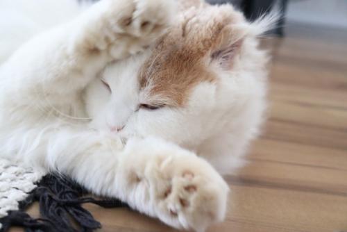 グルーミングする猫