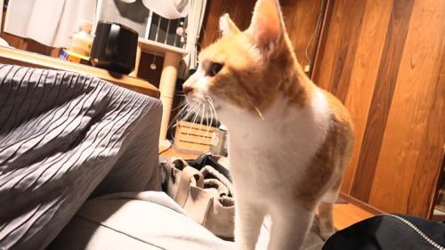 コタツの横に立っている猫