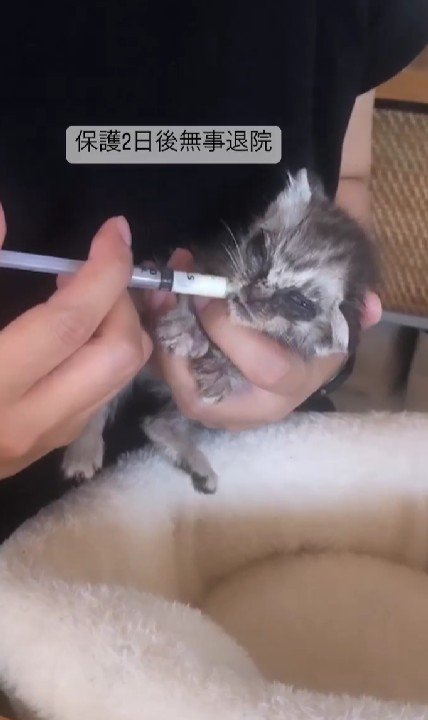 ミルクを飲む子猫