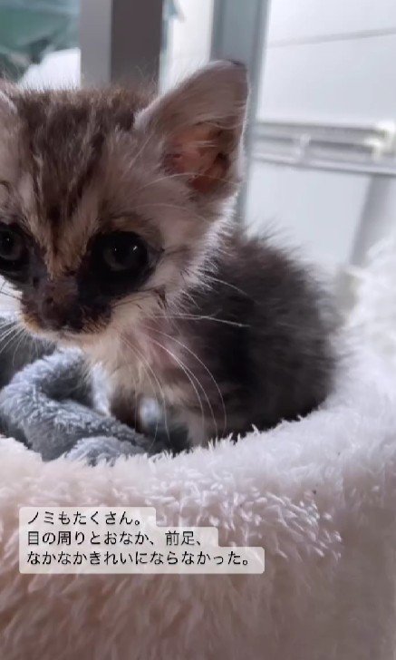 ボロボロの子猫