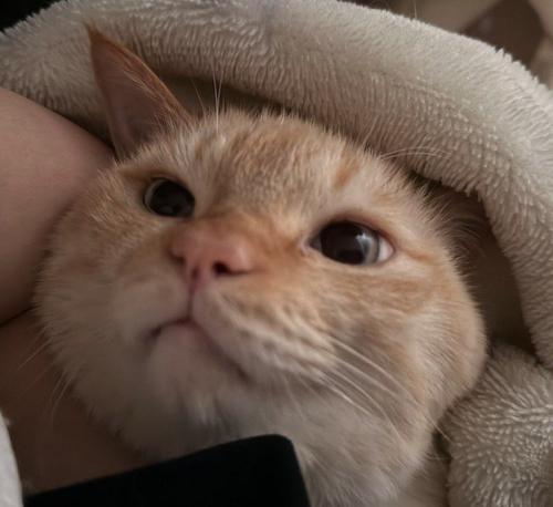 布団の中から飼い主を見つめる猫