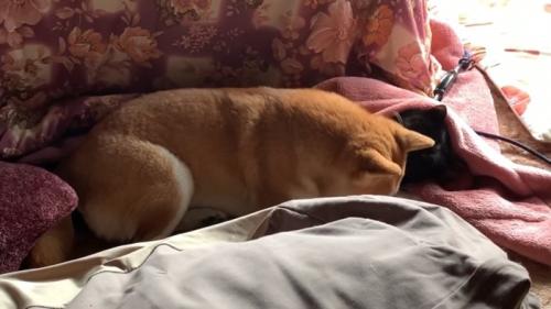 下を向く犬