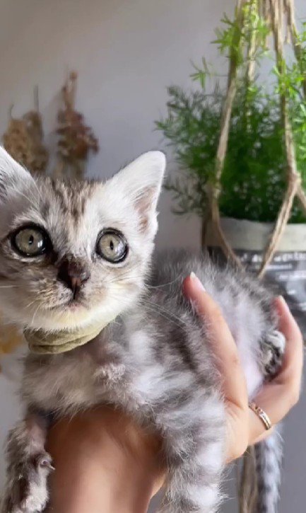 てのひらにのった子猫
