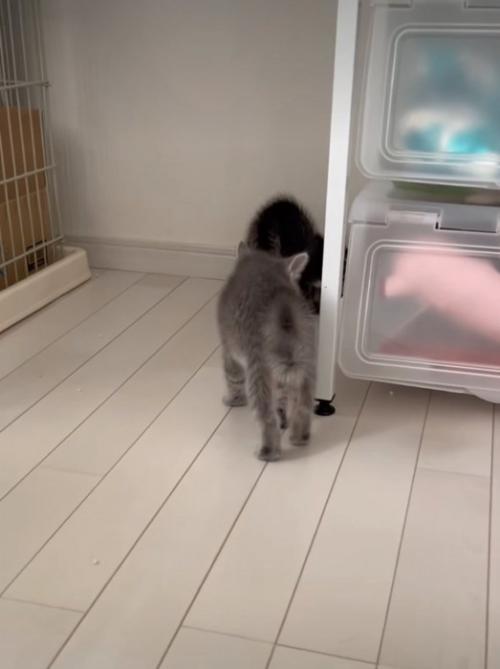 攻撃する子猫