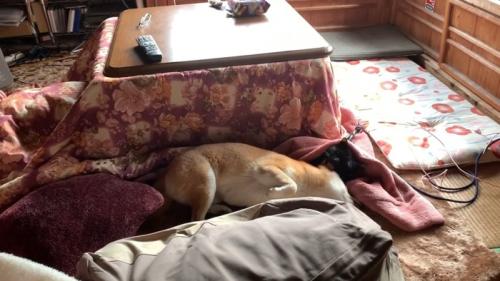 お腹を見せて寝転がる犬