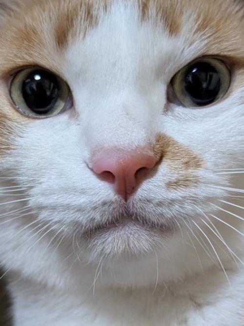 口を結んでキリっとした表情の猫