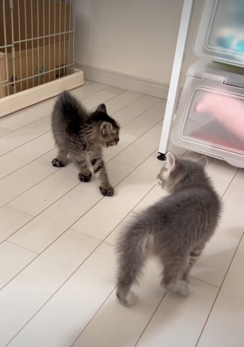後ろを見つめる子猫