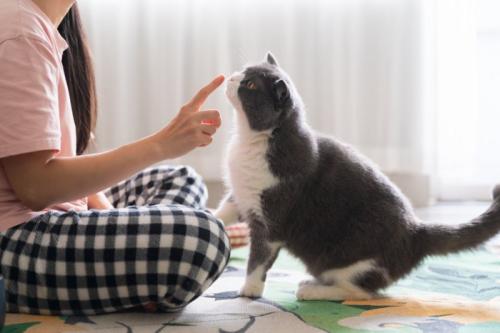猫とあいさつ