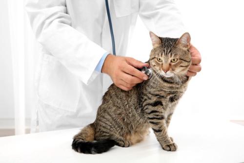 猫 健康診断