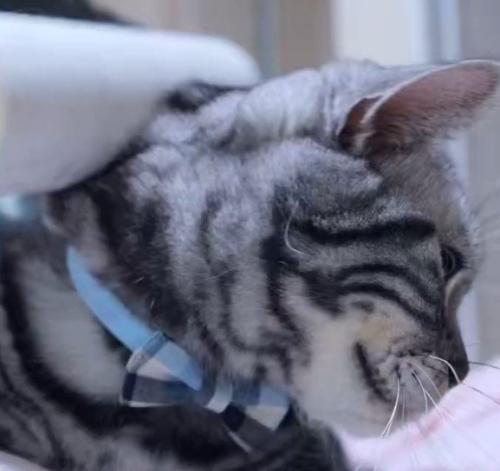 粘着シートを当てられている猫