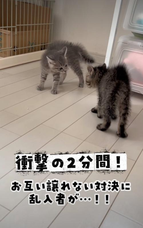 喧嘩勃発