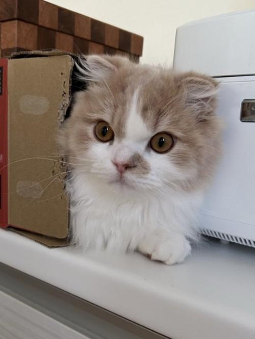 段ボールから顔と手だけ出している猫