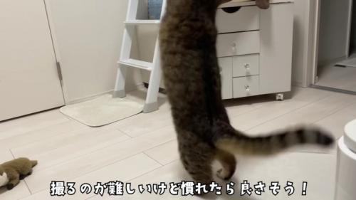 おもちゃで遊ぶみにらくん
