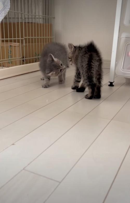距離を詰める子猫