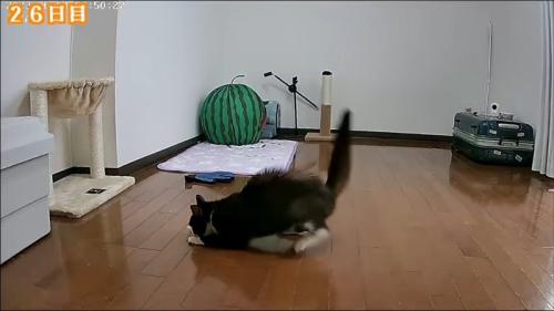 尻尾を立てて