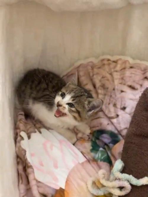 鳴いている子猫