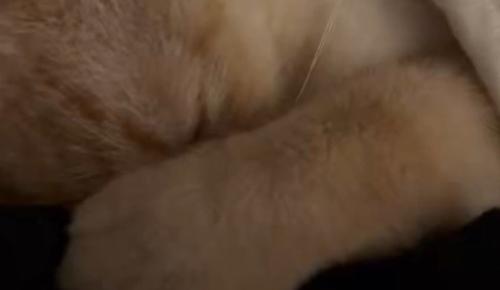 前足で目を覆いながら眠る猫