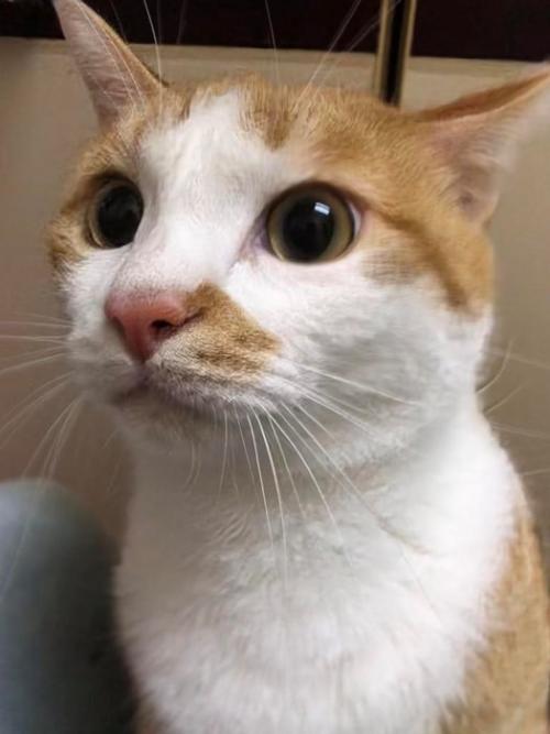 猫の横顔