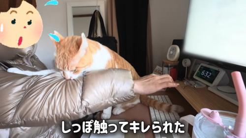 人の腕を噛む猫