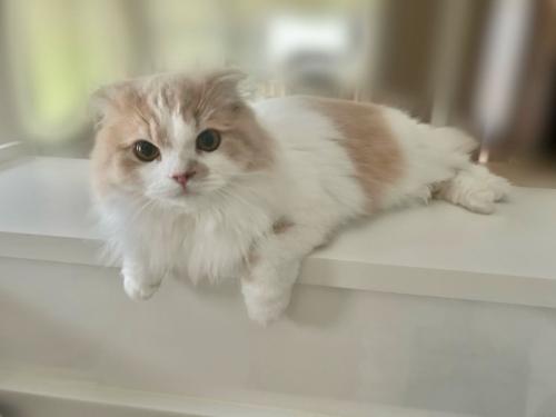 キッチンカウンターに手をかけて座る猫