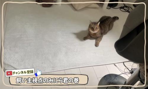 絨毯の上で飼い主さんを見つめるみにらくん