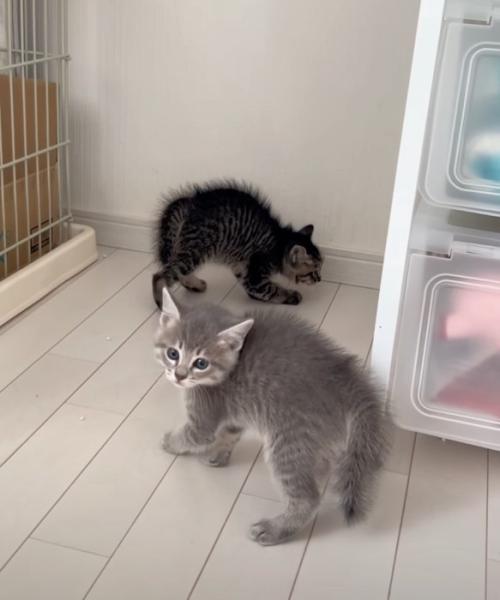 困惑する子猫