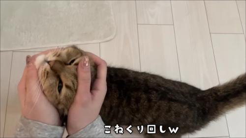 慣れてきた飼い主さんにこねくり回されるみにらくん