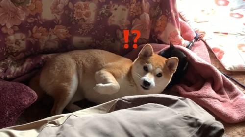カメラ目線の犬