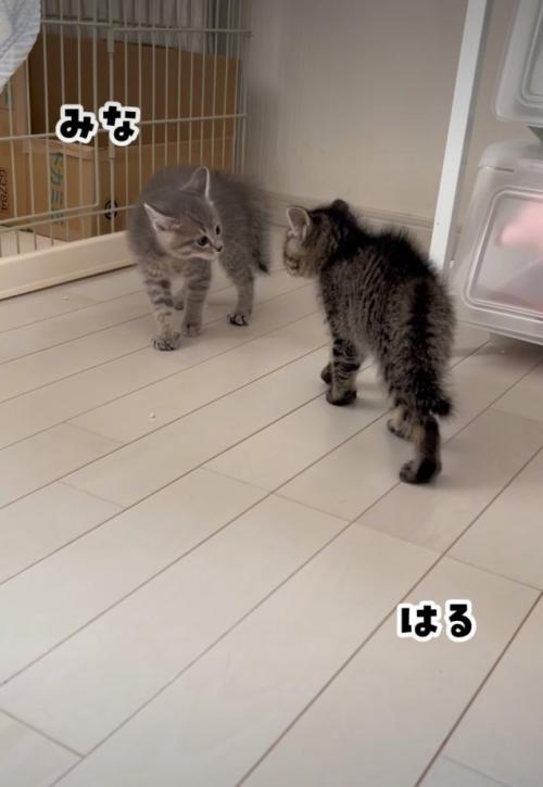 喧嘩する子猫
