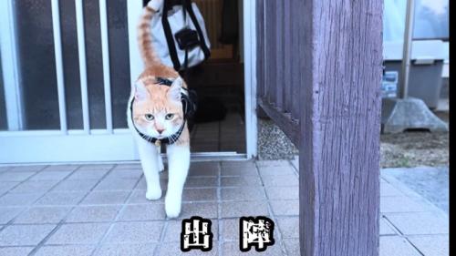 玄関から出る猫