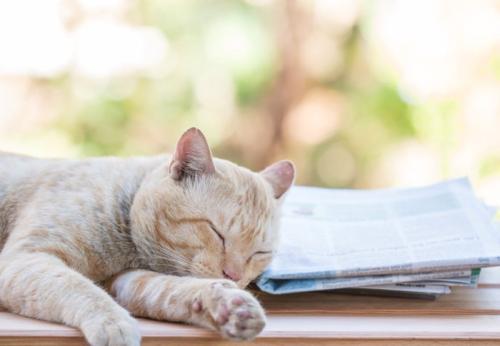 新聞の束を枕代わりにする猫