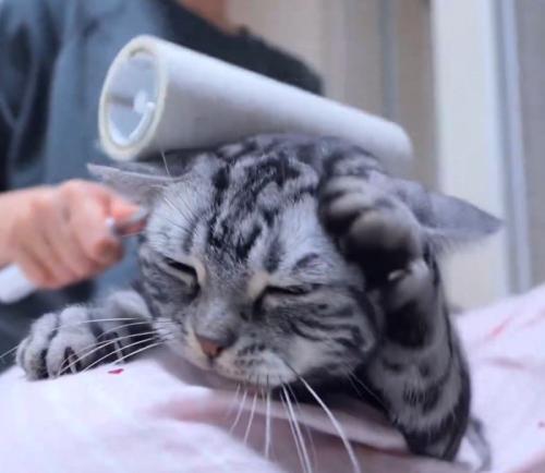 前足で耳をこする猫