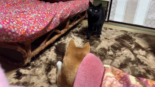 犬の前に立つ猫