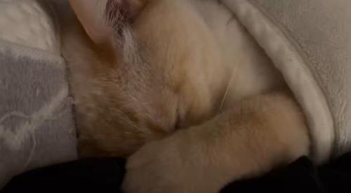 うつ伏せになって寝息を立てて眠る猫