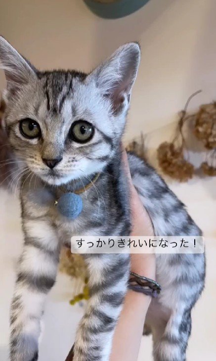 てのひらにのった子猫