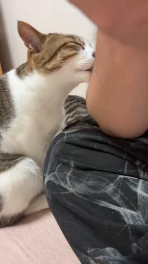 目を閉じて人の腕をなめる猫