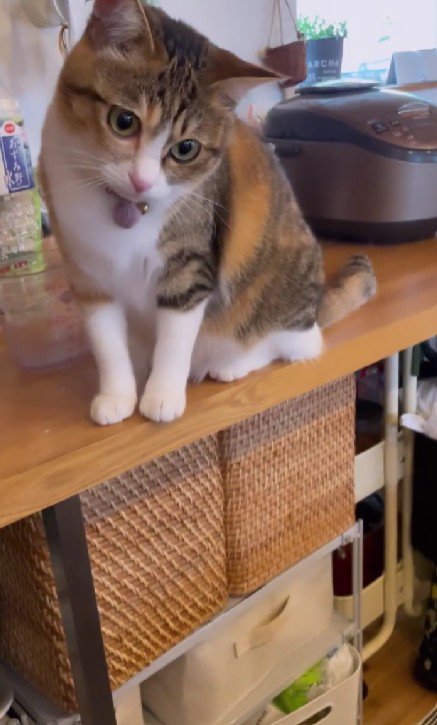 首をかしげている猫