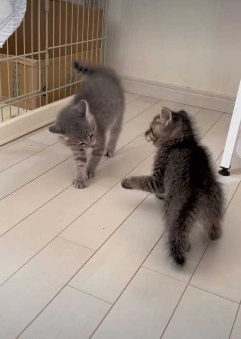 猫パンチした子猫