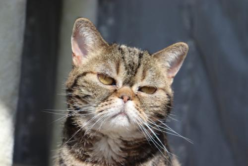 不満そうな猫